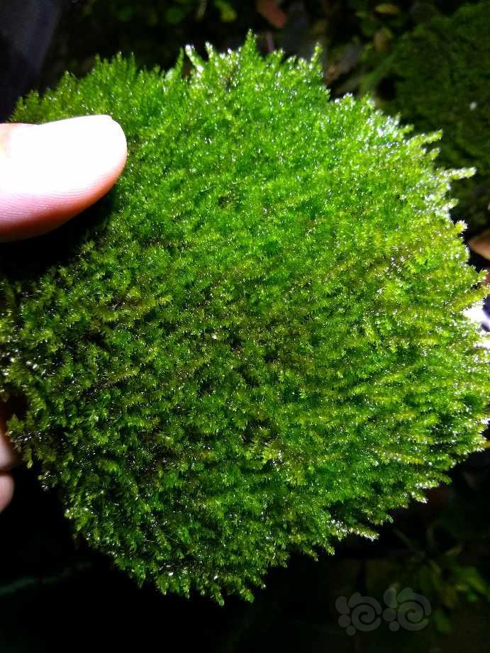 晒晒超厚的水晶莫斯