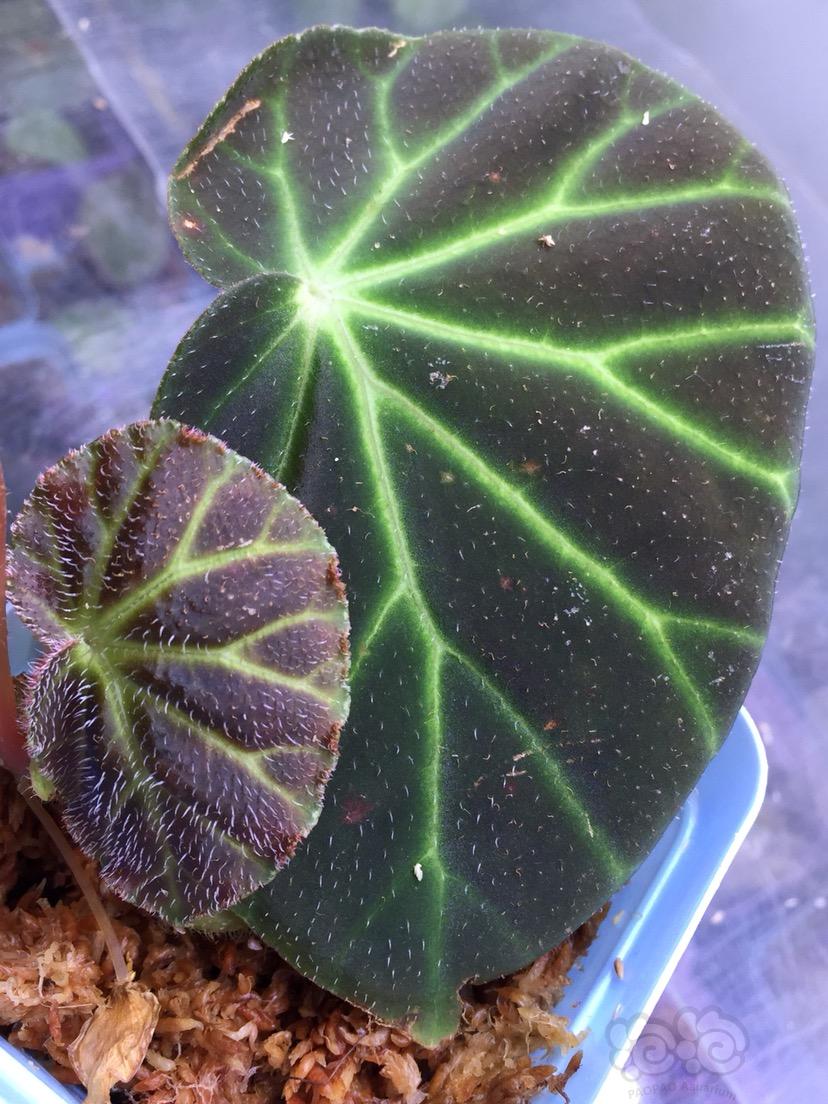 【雨林】Begonia olsoniae-图2