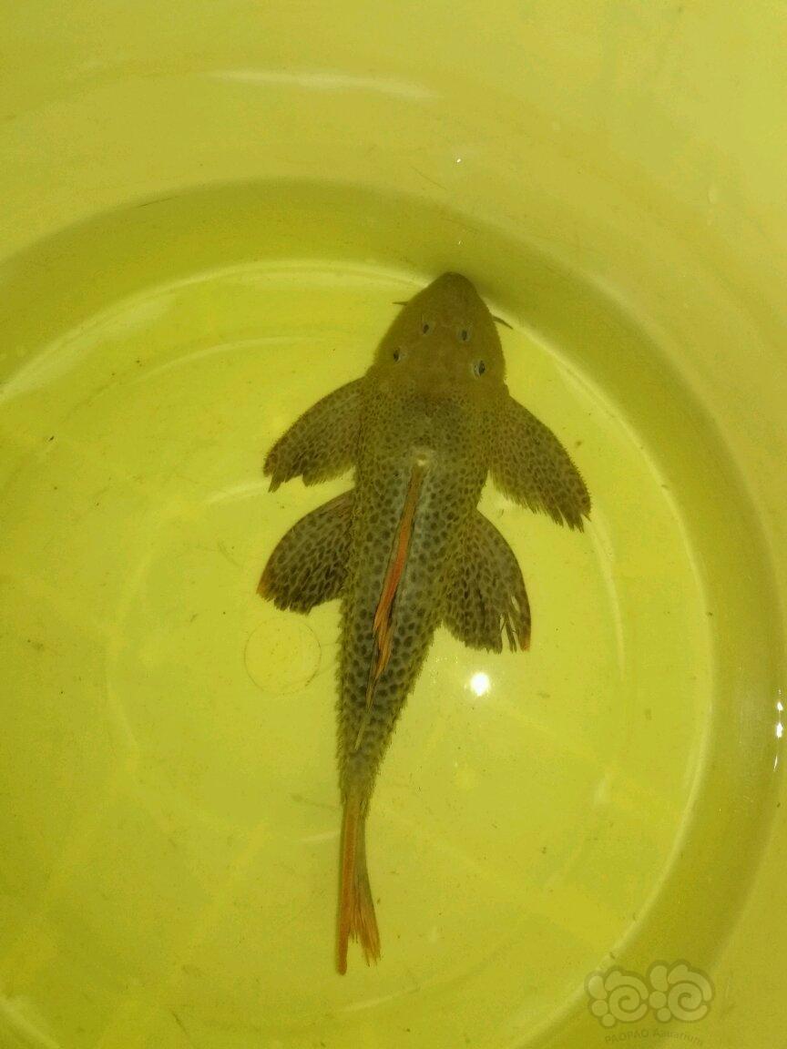 异型l600帝王血钻