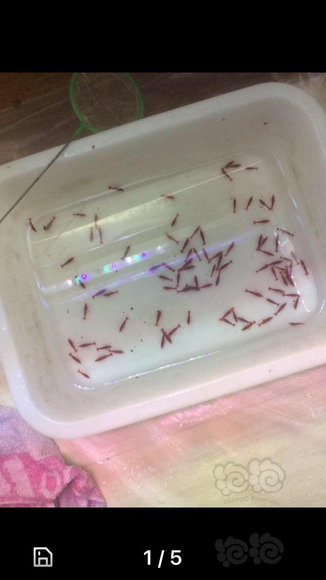 【虾】2017-12-21#RMB出售烤漆虾90 只 送15 公-图1