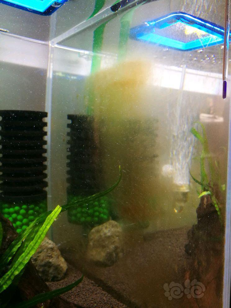 虾缸缸壁的褐藻不除会自动变绿藻吗 泡泡水族