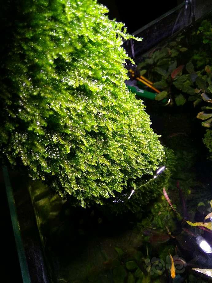 晒晒超厚的水晶莫斯