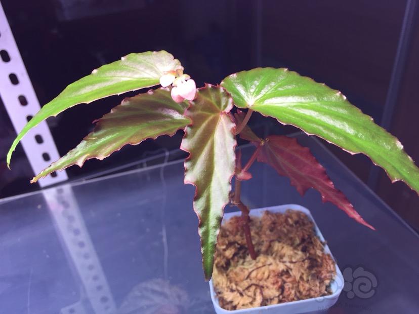 【雨林】Begonia sp borneensis-图1