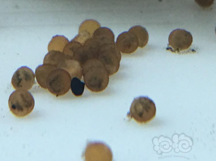 鼠鱼鼠鱼卵好坏的区分