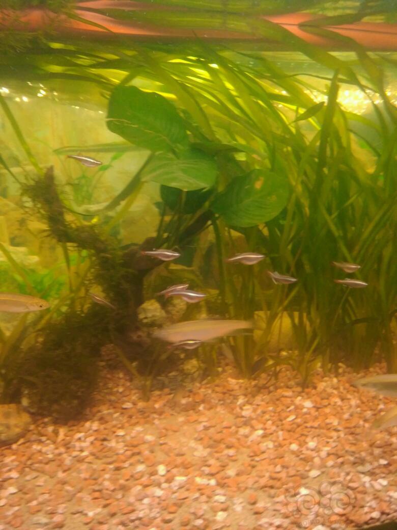 国内原生鱼群游中的白云金丝