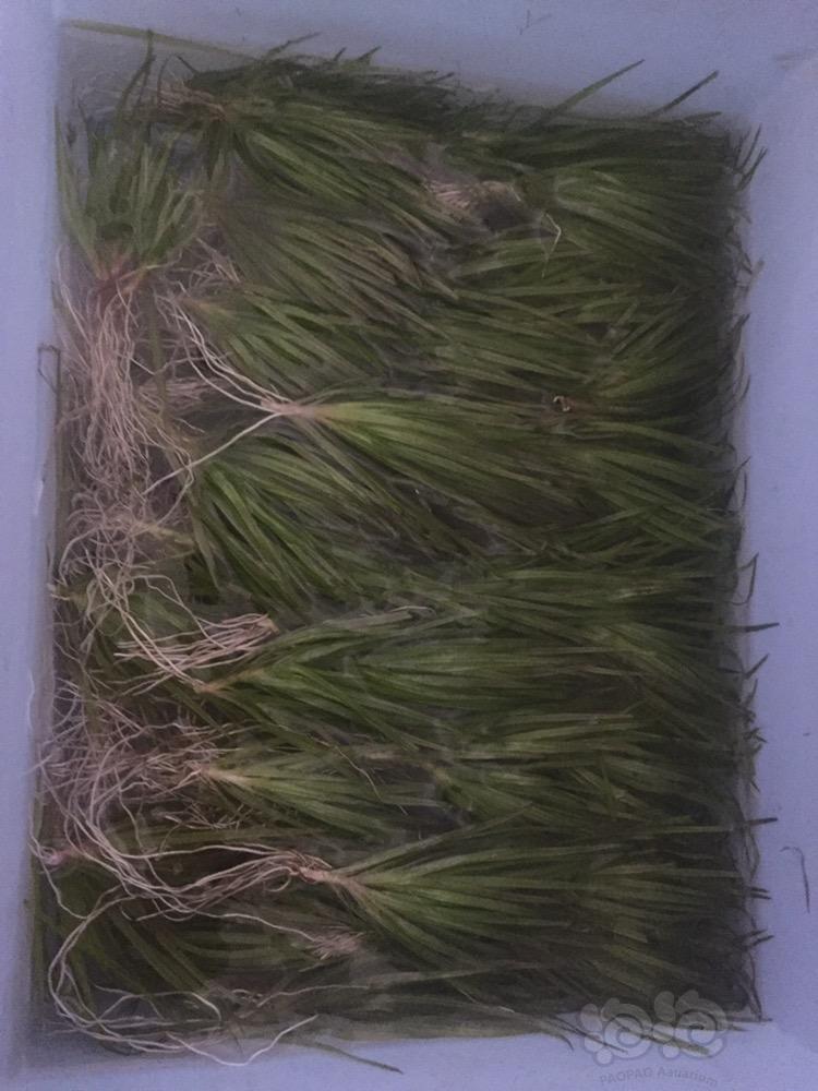 【出售】出水草～箦藻、香蕉草-图1