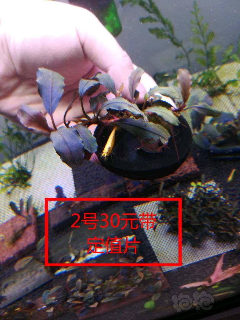 【辣椒榕】【出售】清缸里密度一些转水部分发色辣椒榕-图2