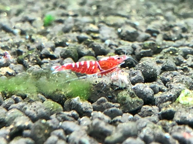 【虾】2017-12-16#RMB红银河斑马淘汰水晶虾2只-图1