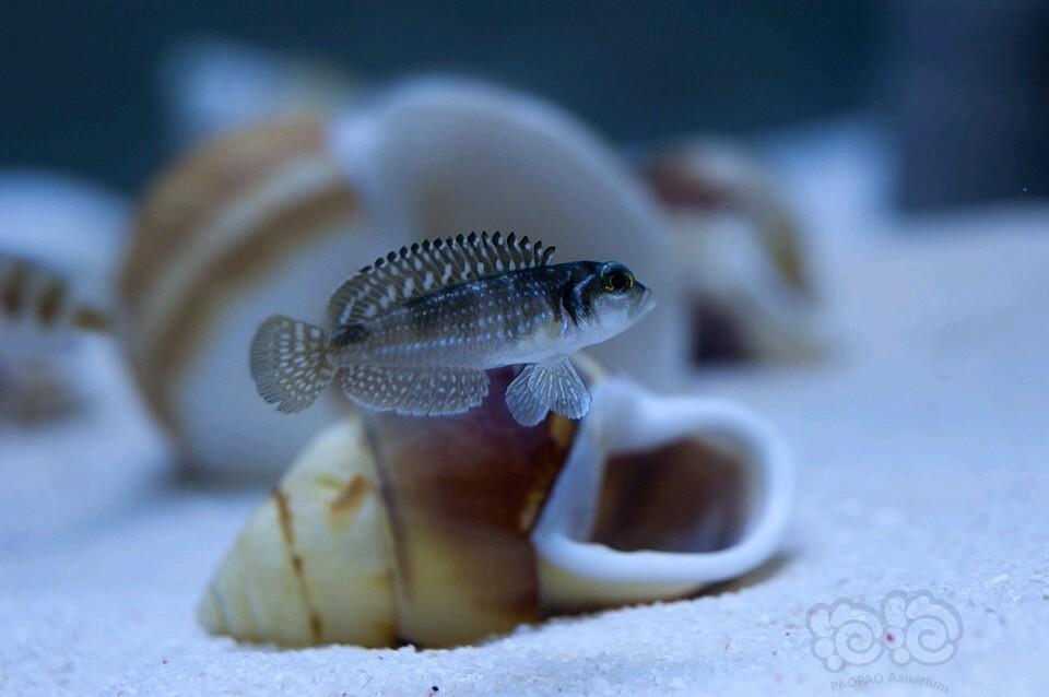 三湖慈鲷三湖–卷贝类