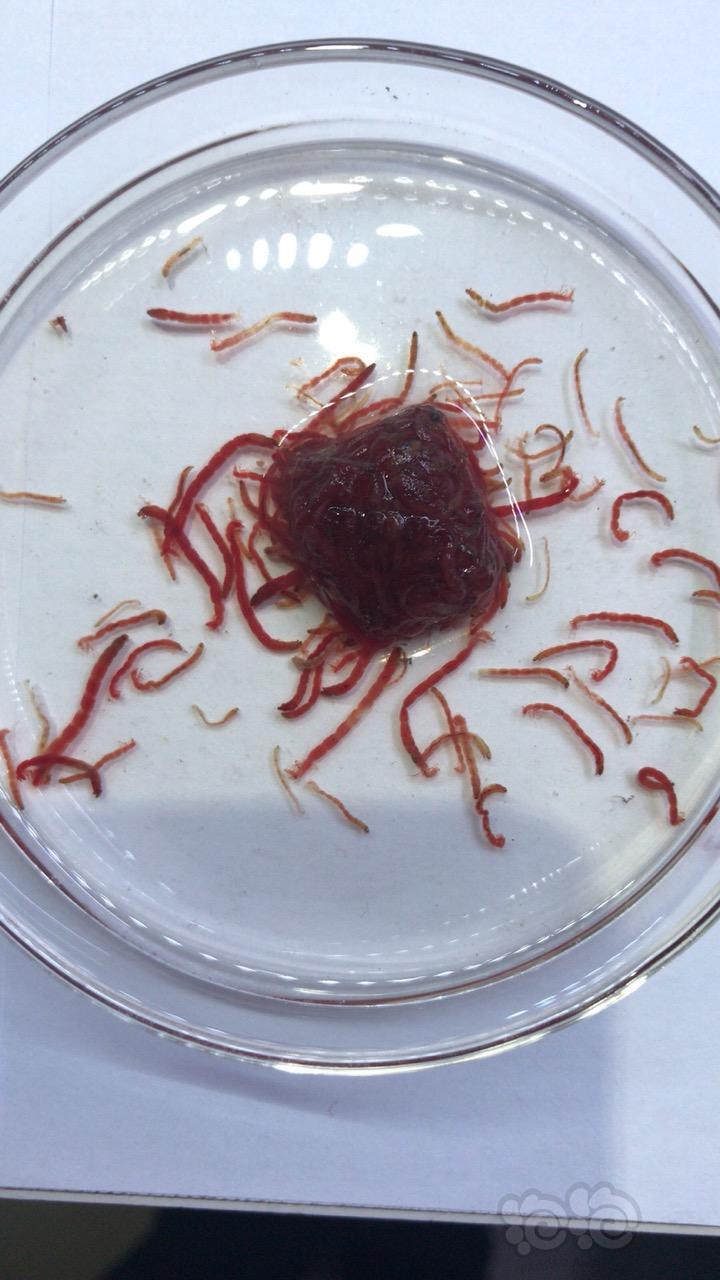 出售冷冻饲料红虫丰年虾珍珠虾青蹦回水等等