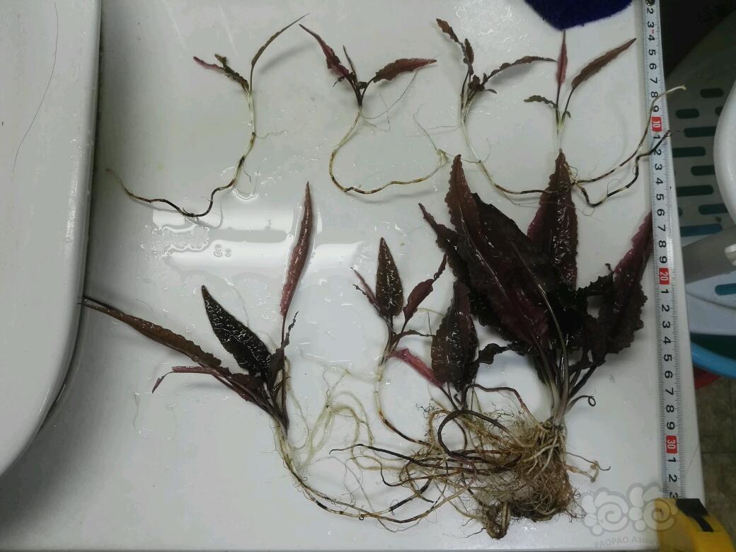 【出售】出火烈鸟，日本珍珠草，莫丝，叉柱-图4