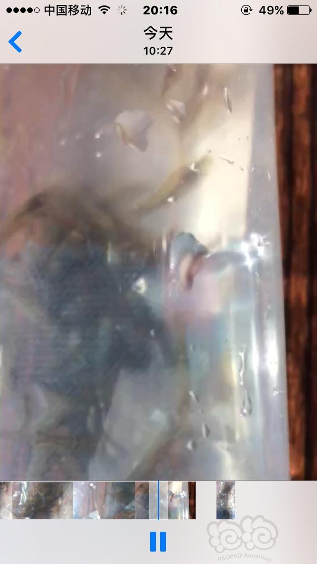 黑壳虾，神虾，-图2