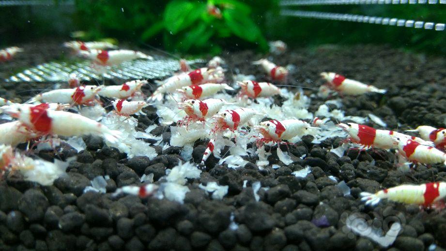 自己缸里的红白水晶虾-图1