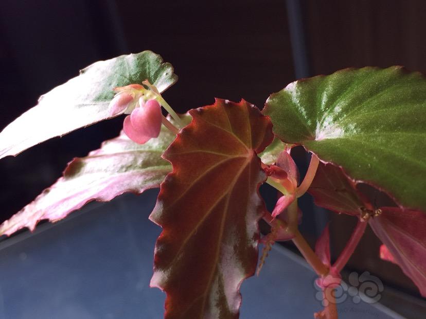 【雨林】Begonia sp borneensis-图2