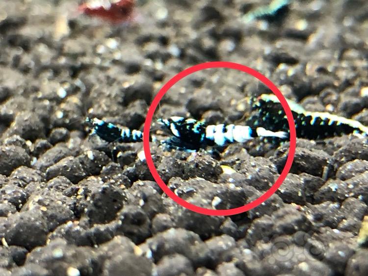 【虾】2017-12-16#RMB黑银河斑马淘汰水晶虾5只-图5