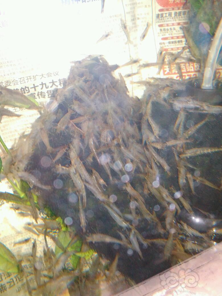 黑壳虾黑壳虾-图1