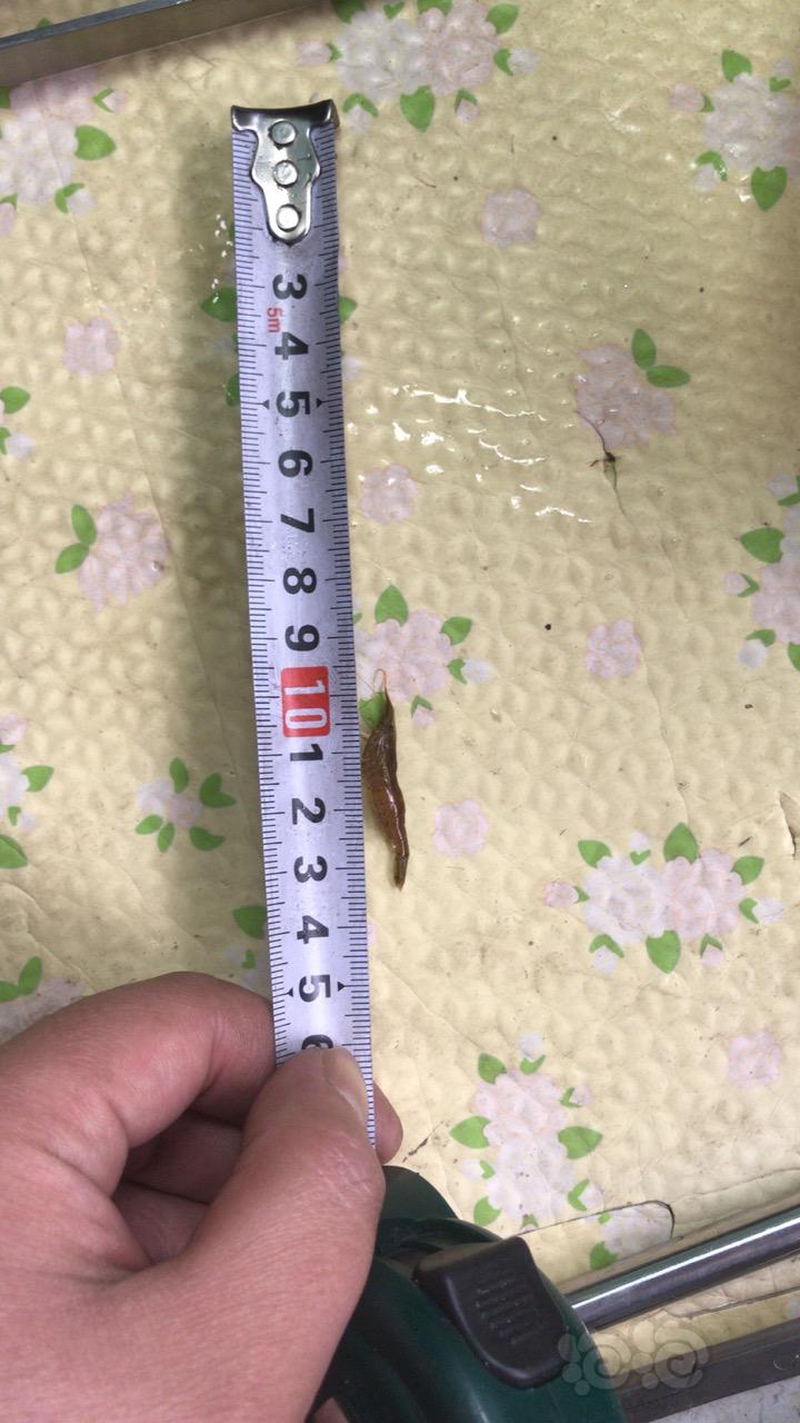【出售】精选黑壳虾 2.5-4厘米 顺丰包邮 600只➕200只=44.9-图1