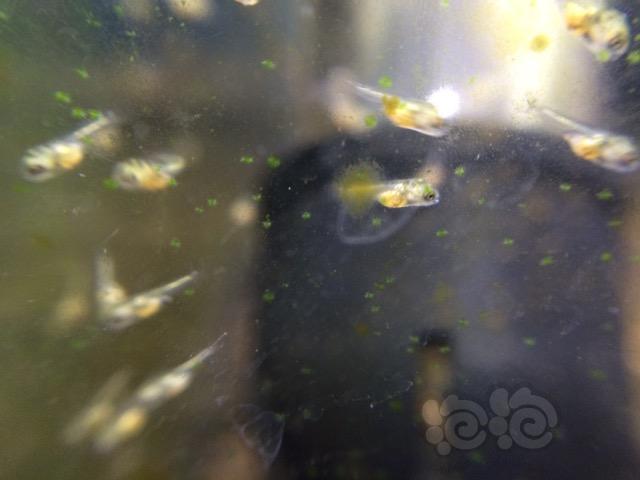 【短鲷】阿凡达孵化一周了，小鱼长得还挺快-图3
