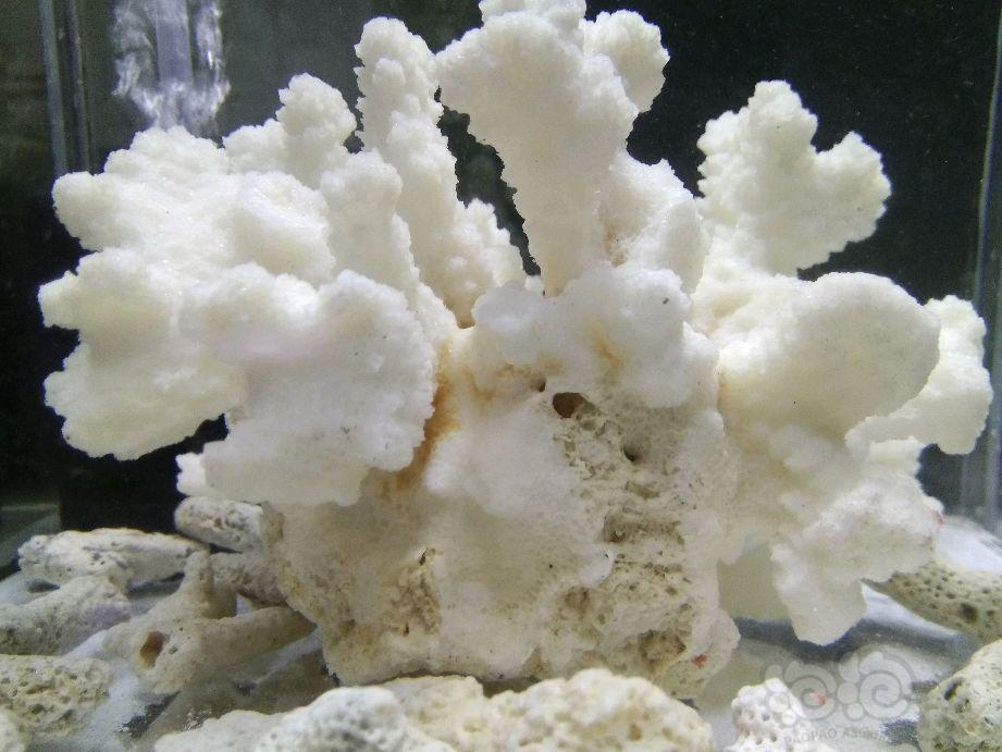 这是真珊瑚骨吗-图2