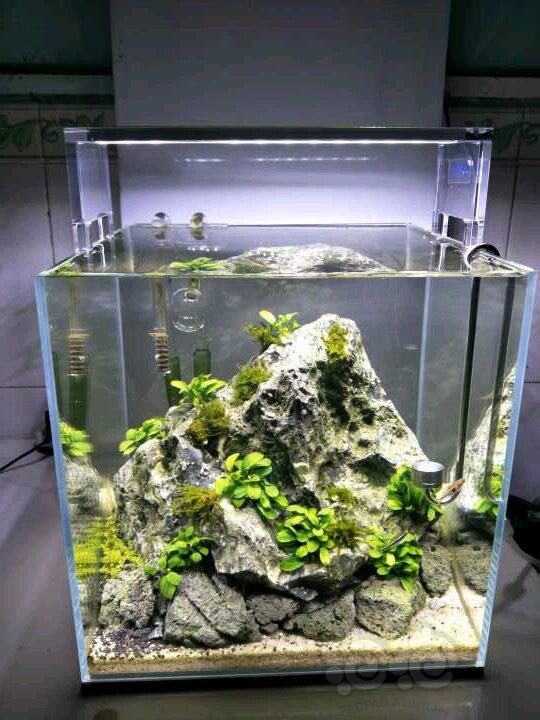 30方缸青龙石造景