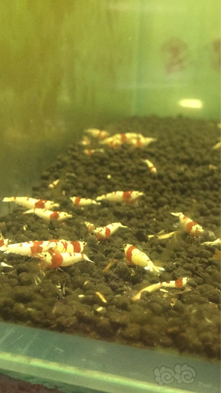 【出售】出红白水晶虾，普通纯血，练手-图4
