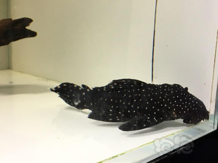 异型今天新拍的黑白双星