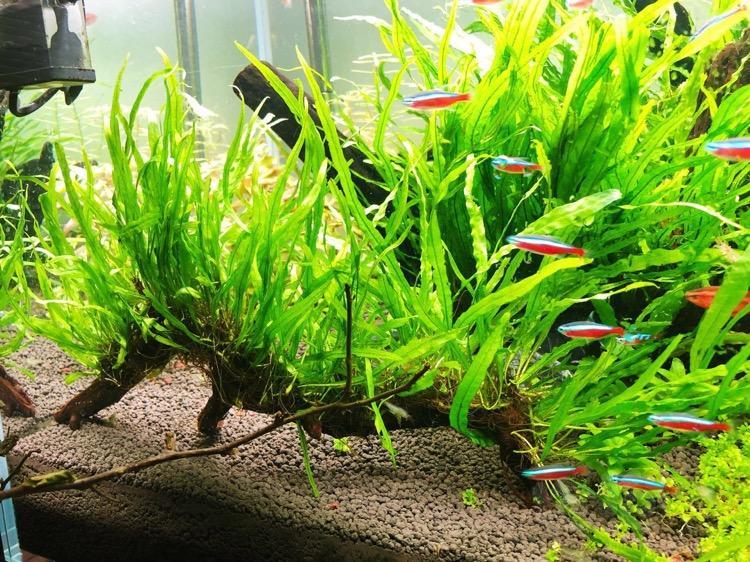 出售出一根沉木密植丹麦细叶铁