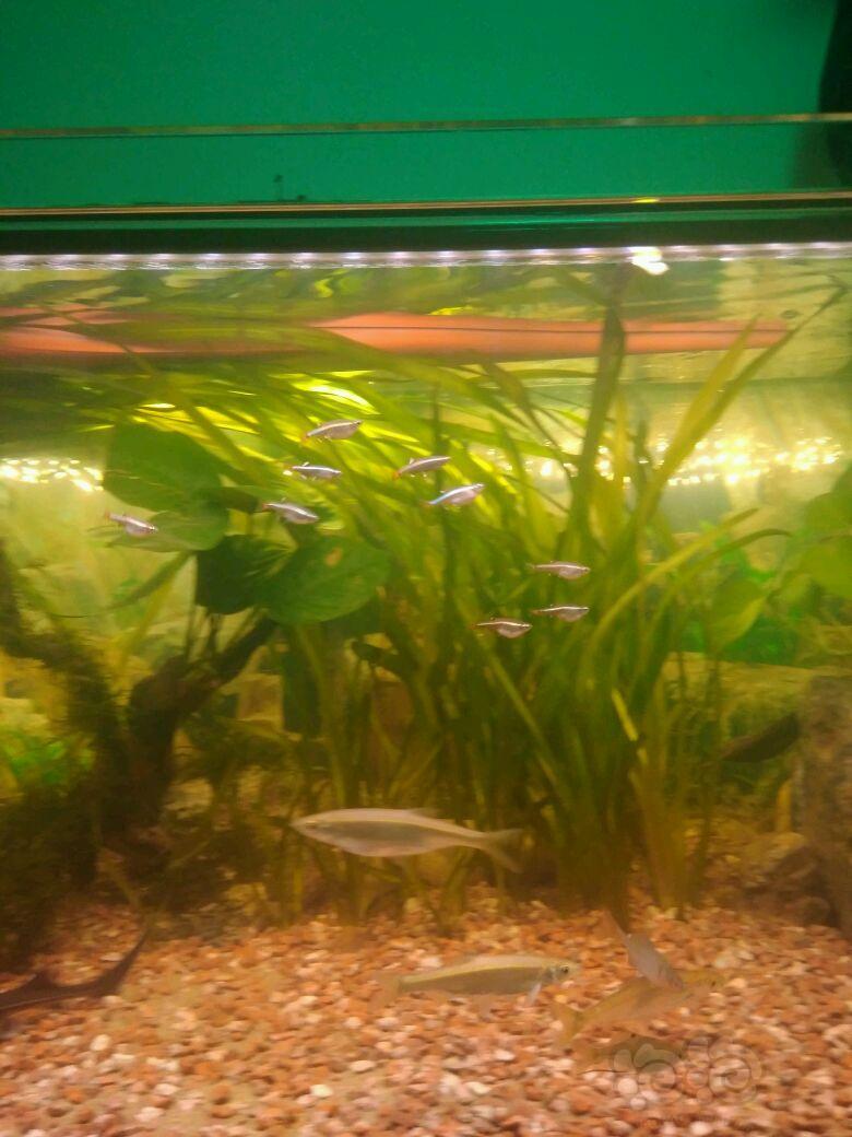 国内原生鱼群游中的白云金丝