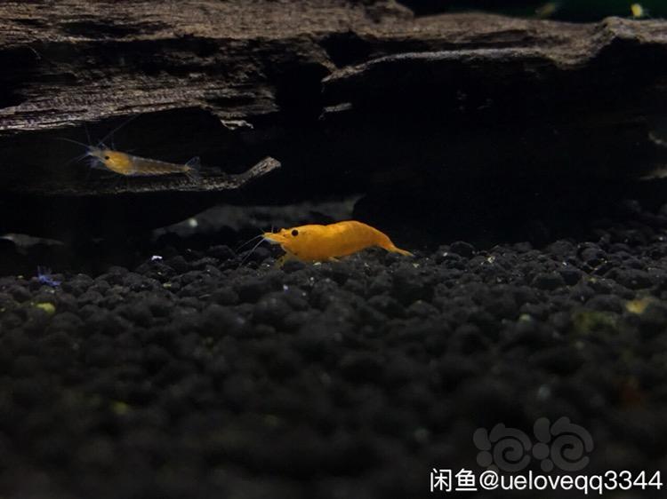 上海出自养米虾 香吉士 -图3
