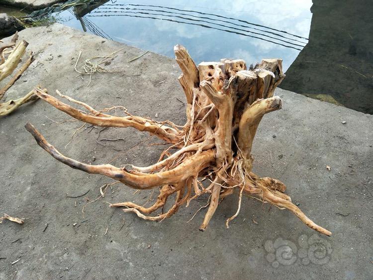 沉木极品杜鹃根树桩