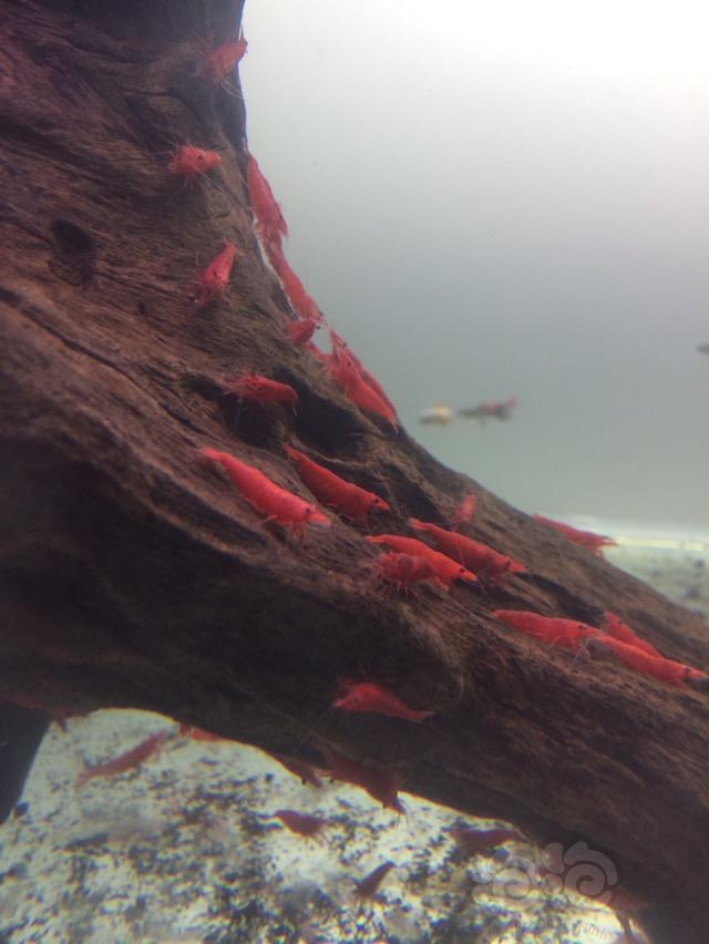 大量出售红色系观赏虾-图3