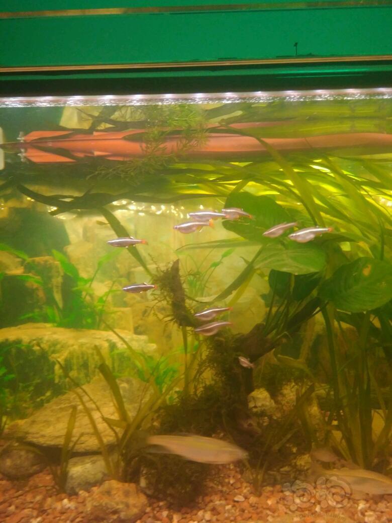 【国内原生鱼】群游中的白云金丝.