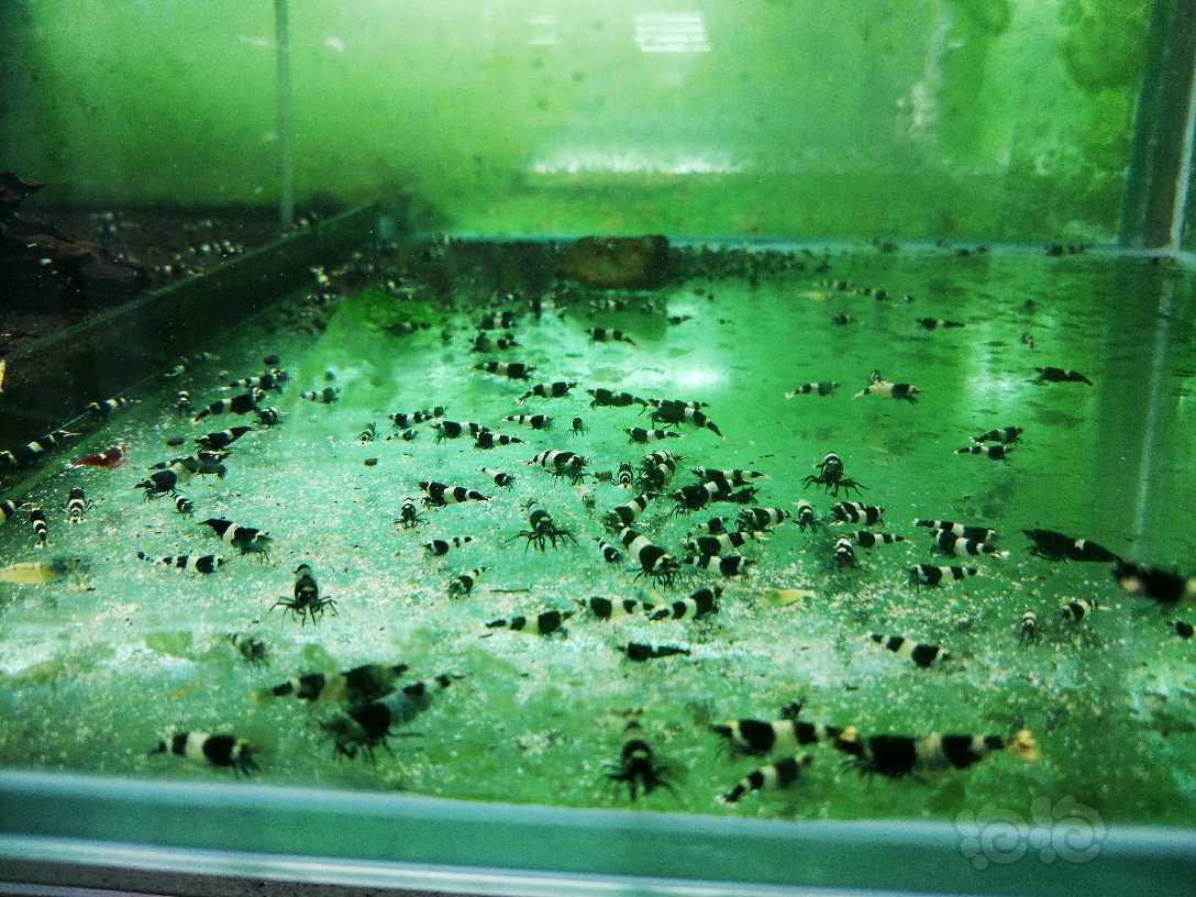 哈尔滨-安德烈水晶虾，17年最后一次优惠活动-图3