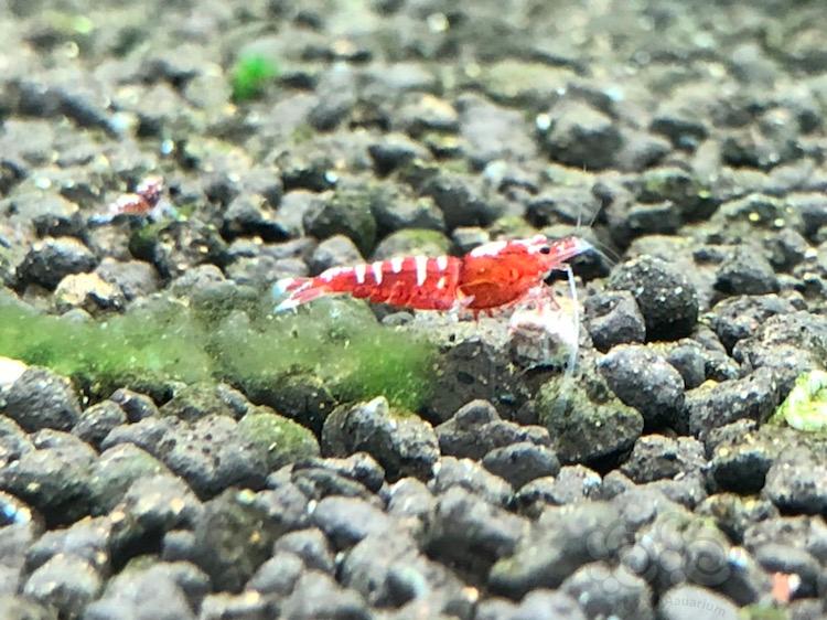 【虾】2017-12-16#RMB红银河斑马淘汰水晶虾2只-图2
