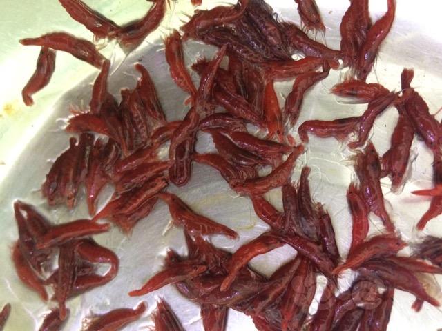 【虾】2017-12-22#RMB拍卖烤漆虾母90 个送15 公-图3