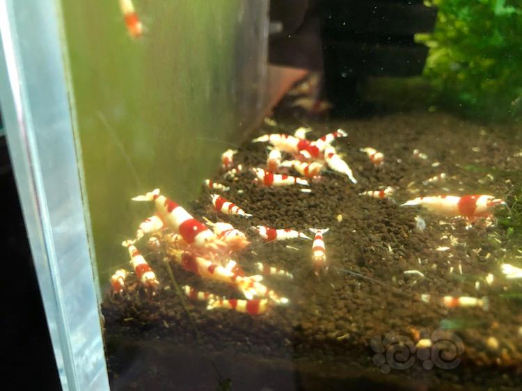 【】出售两组经典红白纯血水晶虾-图5