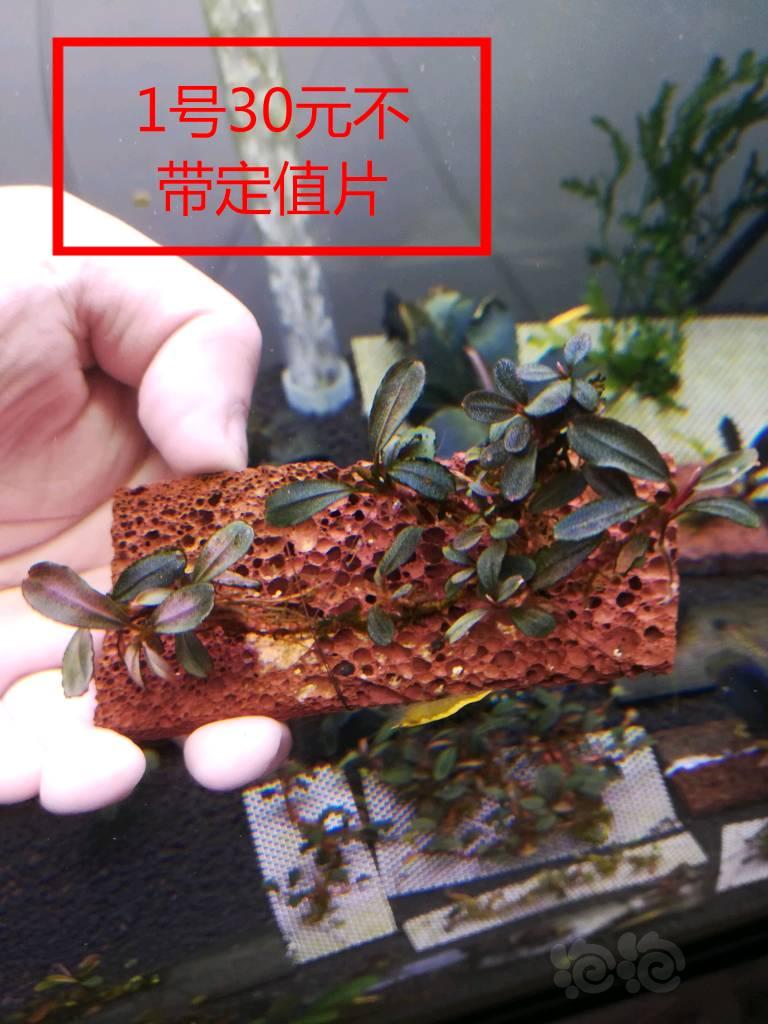【辣椒榕】【出售】清缸里密度一些转水部分发色辣椒榕-图1