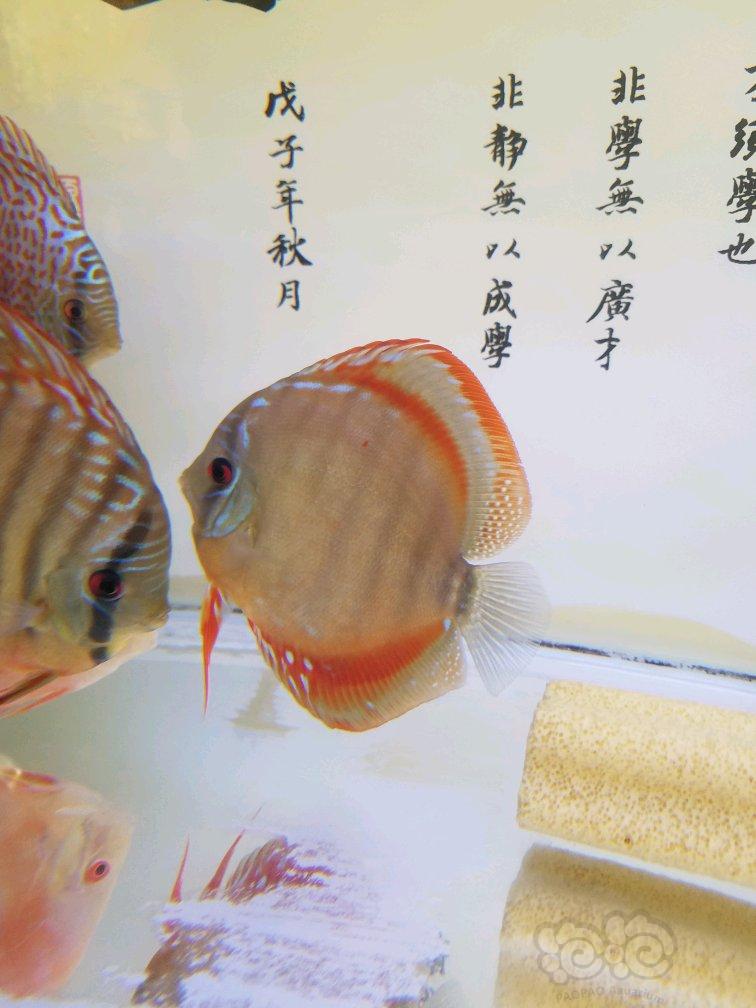 【热带鱼】阿联卡种鱼出售-图2