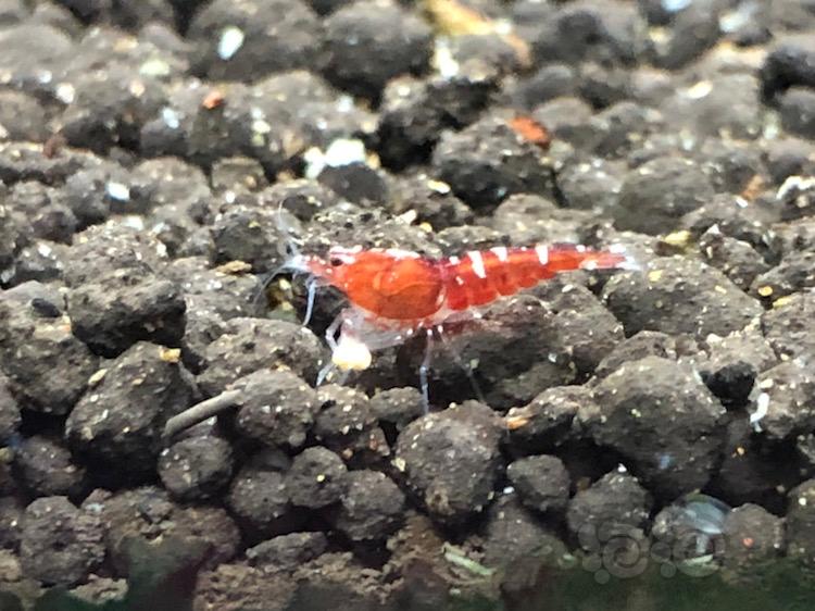 【虾】2017-12-10#RMB红银河斑马淘汰水晶虾2只-图5