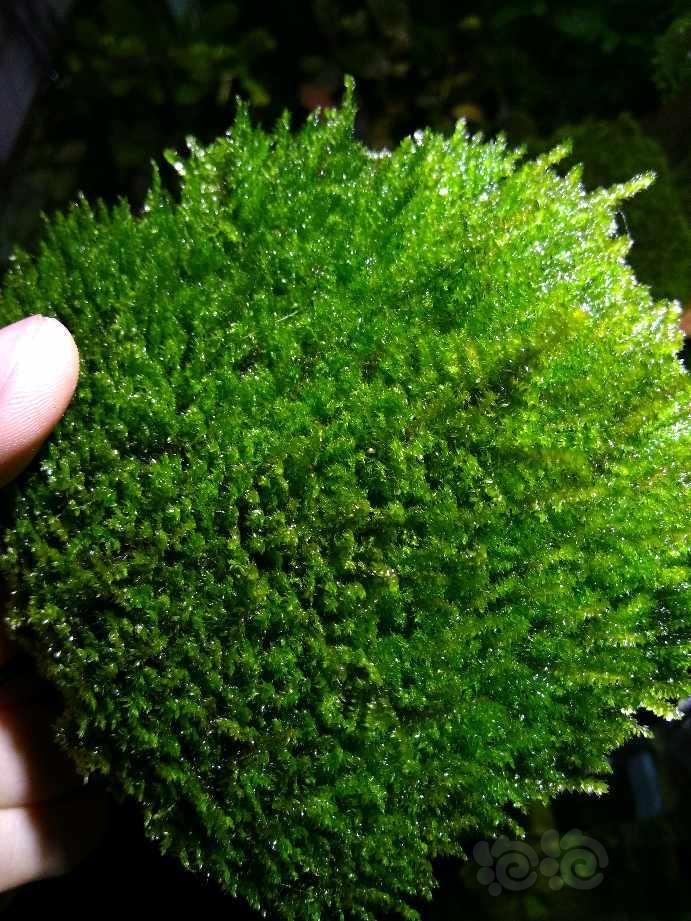 晒晒超厚的水晶莫斯