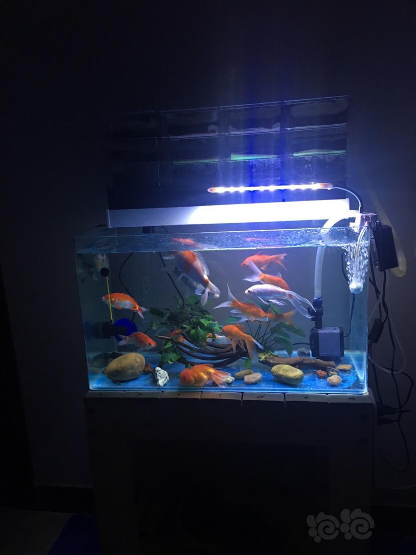 【锦鲤】锦鲤金鱼缸,鱼友们提提意见