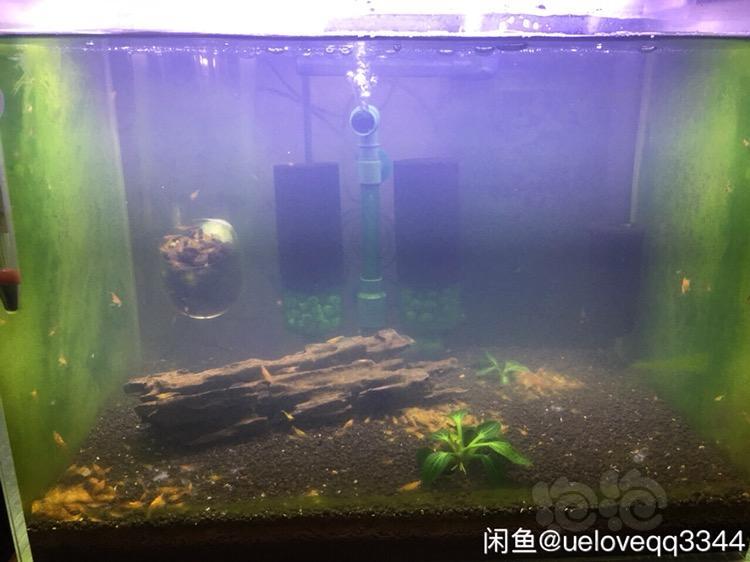 上海出自养米虾 香吉士 -图1