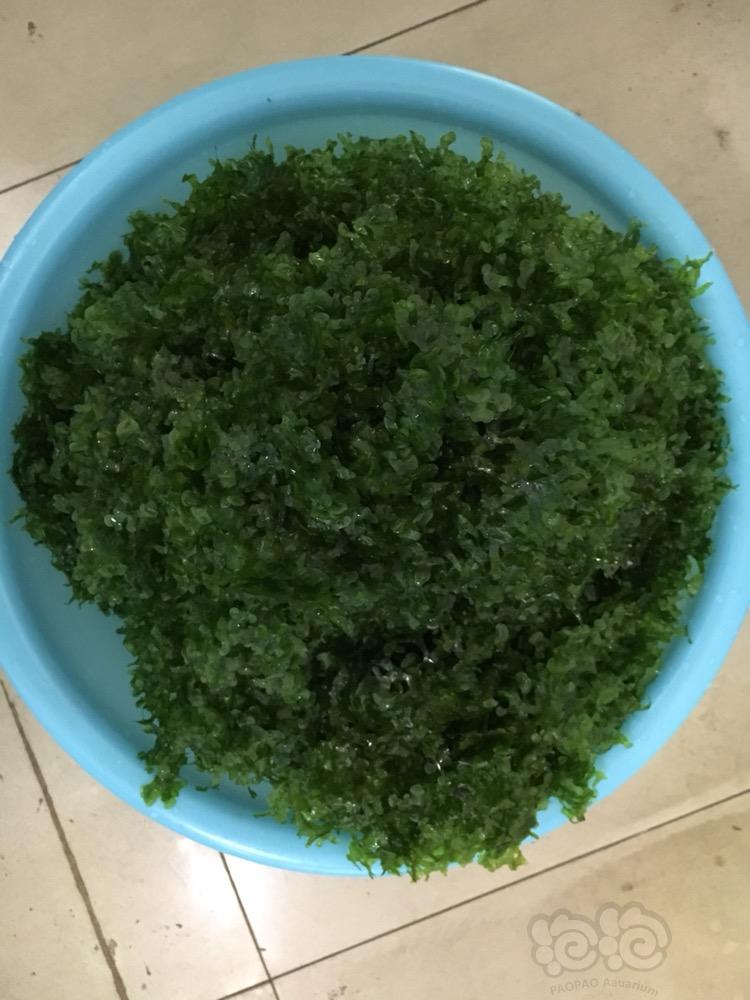 出无水怪蕨水草2公斤-图3