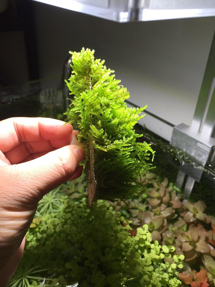 出售继续出松茸莫斯
