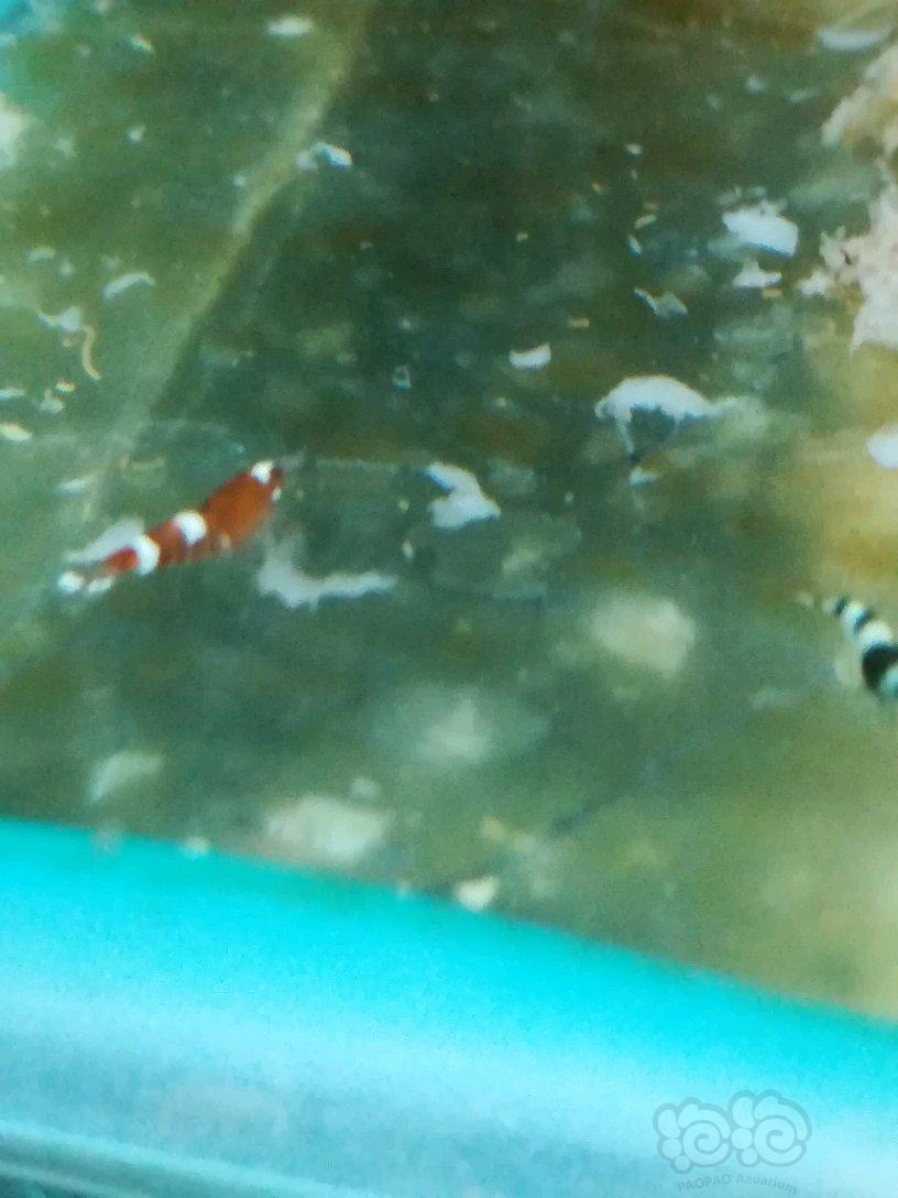 这酒红小虾是黑金刚出的，它在繁殖，出酒红能占多少比例-图5