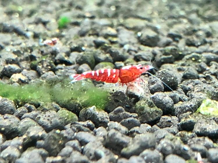 【虾】2017-12-16#RMB红银河斑马淘汰水晶虾2只-图3