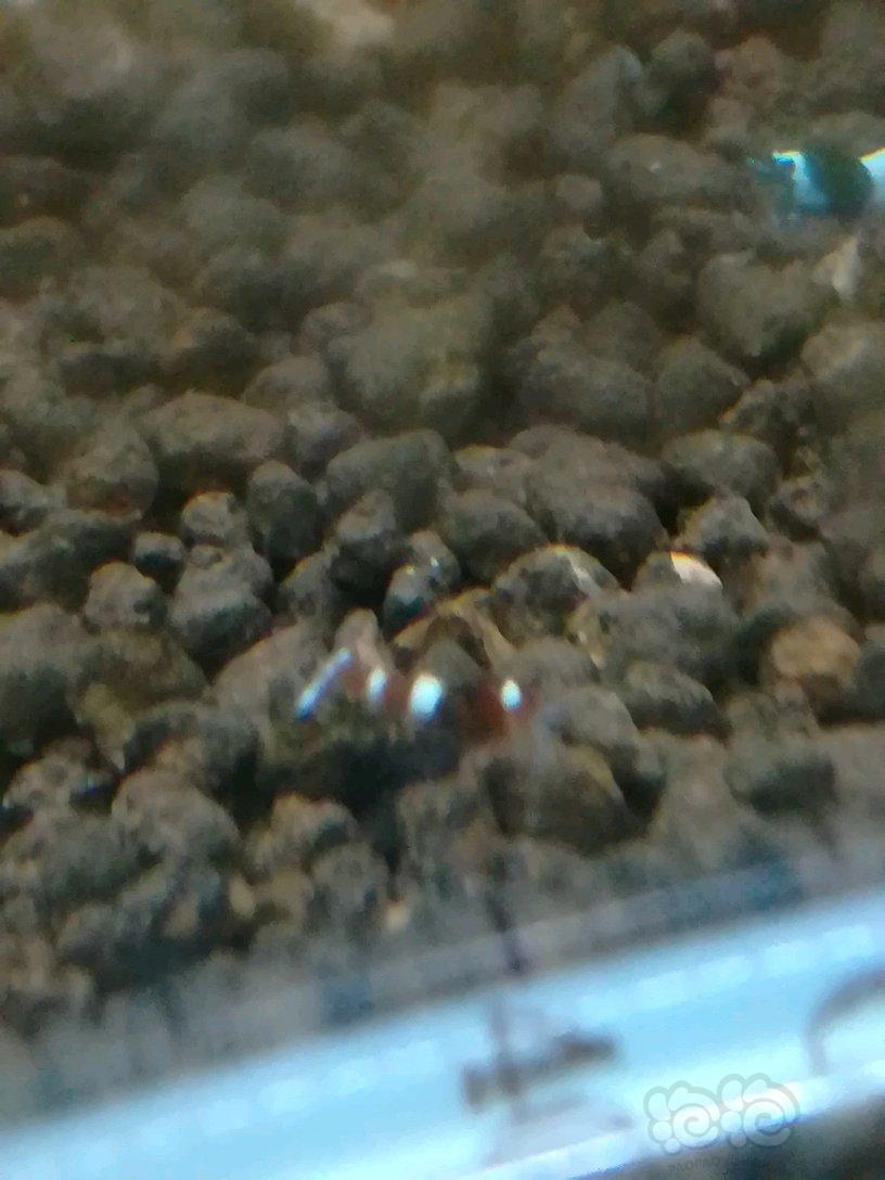 这酒红小虾是黑金刚出的，它在繁殖，出酒红能占多少比例-图1