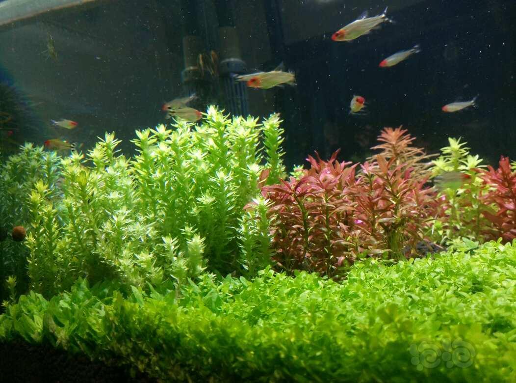 出打头阳性水草