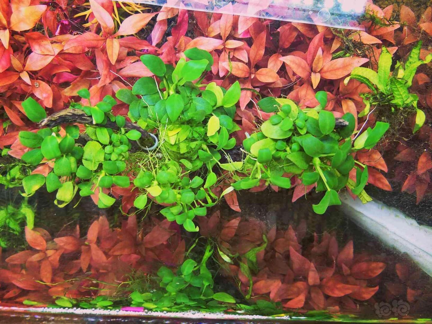 出售定植迷你榕辣椒红海带