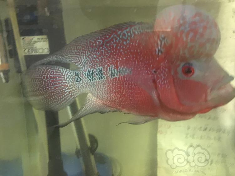 【罗汉鱼】鱼的颜色变浅-图2